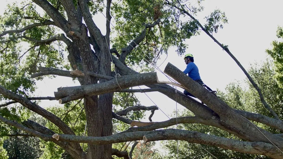 Professional Crown Thinning performed by certified arborists in New Freeport
