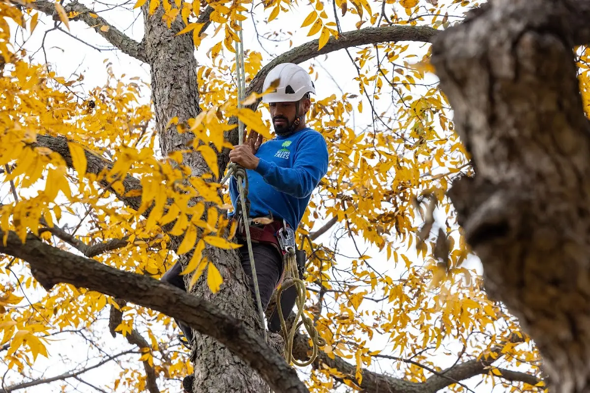 Skilled Tree Pruning crew working in New Freeport